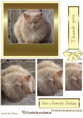 Purrfect Fluffy Cat