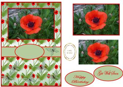 Poppy Delight