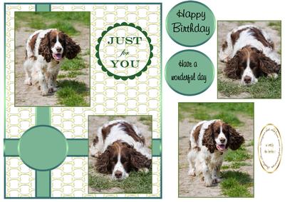 A Couple of Springer Spaniels
