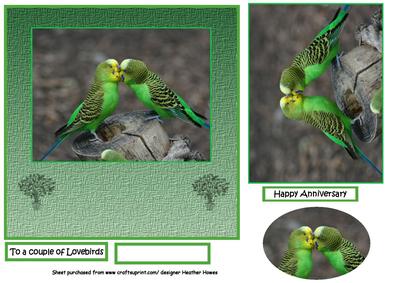 Lovebirds Anniversary Budgies