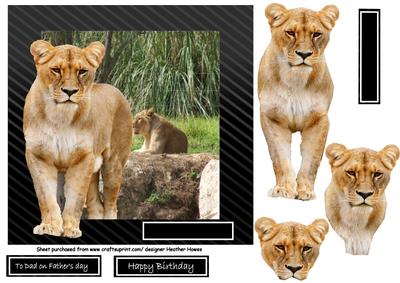Lion Out of the Frame