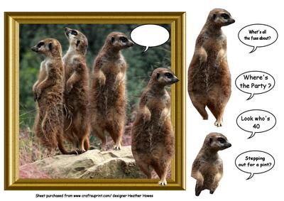 Meerkats Out of the Frame