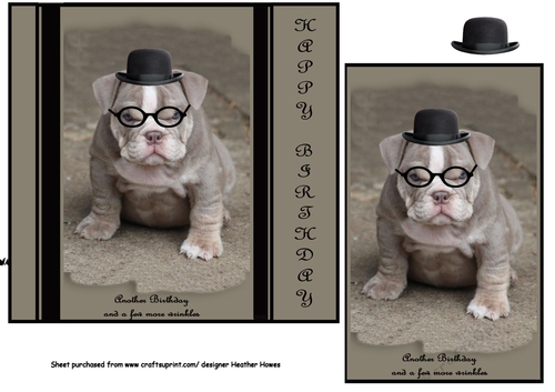 the bulldog wrinkles