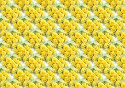 Golden Wedding Matching Backing