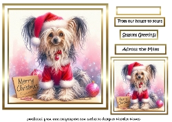 christmas crested dog