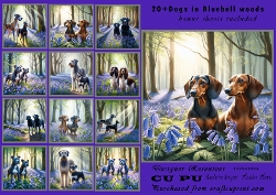 20+ dogs in bluebell woods
