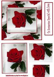 A Single Rose