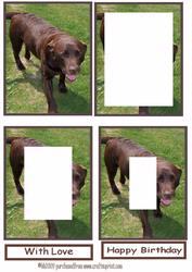 Invertage Tunnel Chocolate Labrador