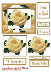 A Single Rose Various Occasions