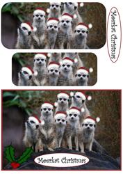 Meerkat Christmas