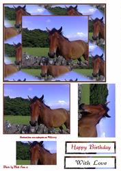 A Horse