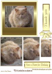 Purrfect Fluffy Cat