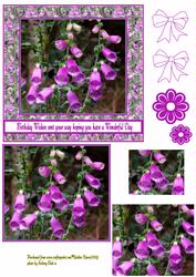 Foxy Lady Foxgloves