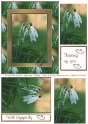Sympathy Snowdrop