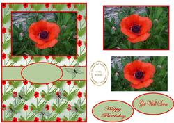 Poppy Delight