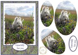 Murphy Amongst the Wildflowers
