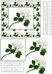White Rose