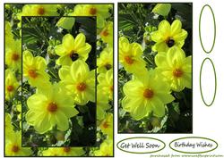 Yellow Splendour