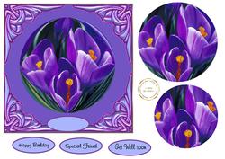 Crocus in Bloom