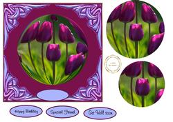Beautiful Tulips
