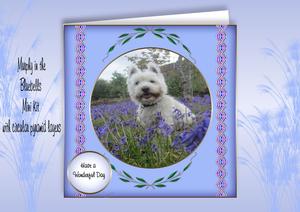 Murphy in the Bluebells Min Kit