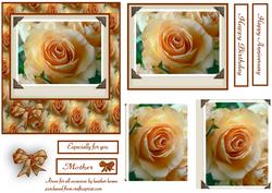 Peach Rose for All Occasions