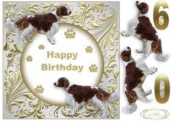 Springer Spaniel 60th