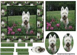 Murphys in Clover