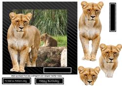 Lion Out of the Frame
