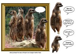 Meerkats Out of the Frame