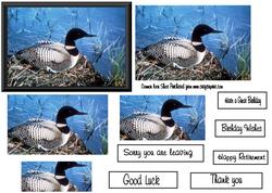 Common Loon