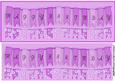Birthday Banner Pink Large Dl