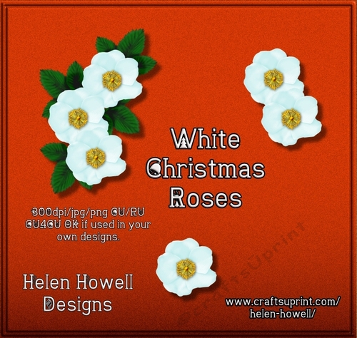 White Christmas Roses