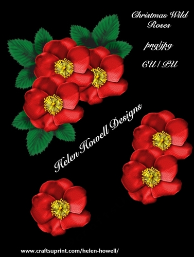 Christmas Wild Rose