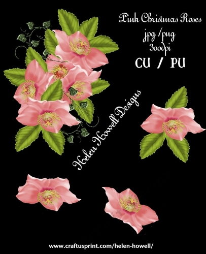 Pink Christmas Roses