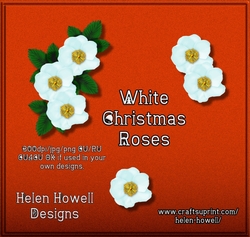 White Christmas Roses