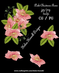 Pink Christmas Roses