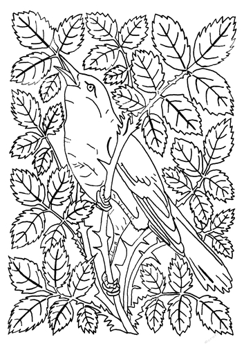 Songbird A4 Colouring Page Line Art