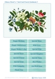 Chinese Floral Art 5 x 7 Inch Card Front and Sentiments no.5