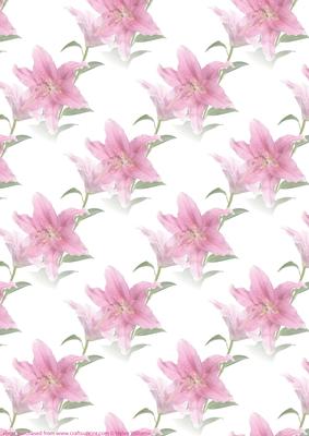 Pink Stargazer Lily Vellum