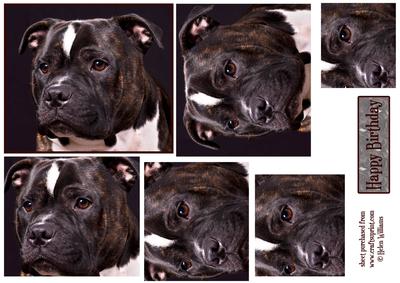 Staffordshire Bull Terrier Dog Profile Pyramid