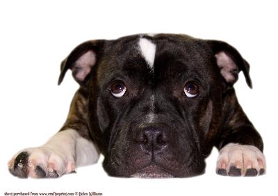 Staffordshire Bull Terrier Large Topper