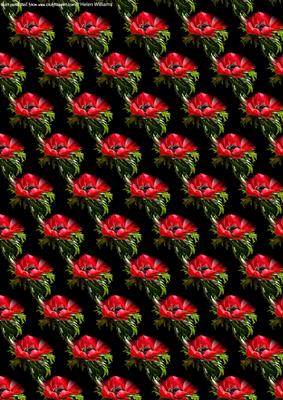 Red Anemone on Black Backing Paper Small Flower