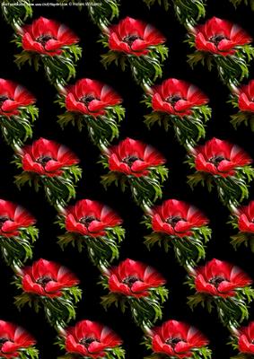 Red Anemone on Black Backing Paper Large Flower