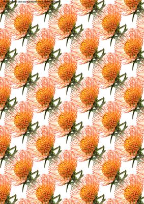 Scabiosa (pin Cushion) Flower Paper Larger Flower