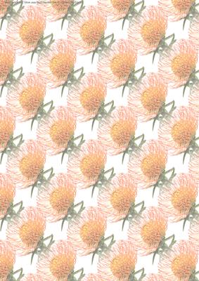 Scabiosa (pin Cushion)larger Flower Vellum
