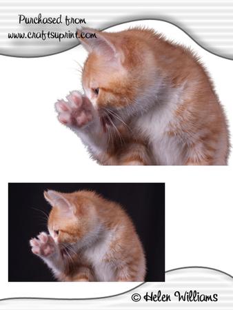 Talk to the Paw Kitten Image