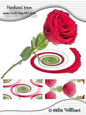 Single Red Rose Image (cu4cu)