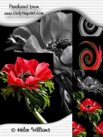 Solo Stunning Anemone Image Cu4cu