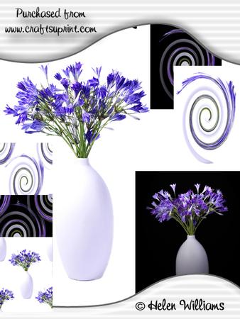 Californian Bluebells Cu4cu Images